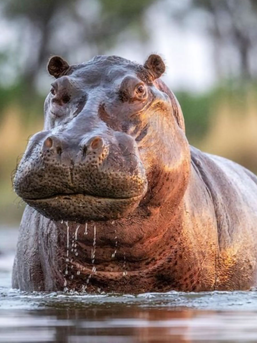 As part of the trip, enjoy a visit to Lake Hawassa and see wild Hippos basking on the shores of the lake.